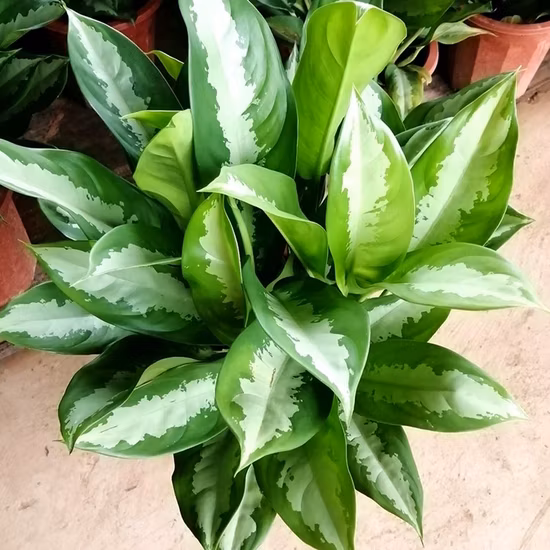 El follaje de Hotsale Aglaonema era reina